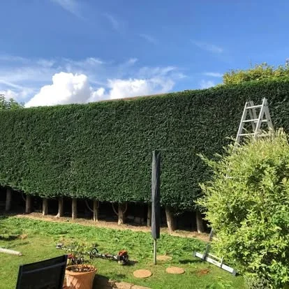 A tall formal hedge trimmed square and level along a Cambridgeshire garden boundary