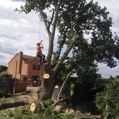 Arborist using rope access to dismantle a large tree section by section near a residential property